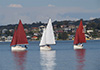 3 beautiful Cygnet 20s sailing on Lake Macquarie
